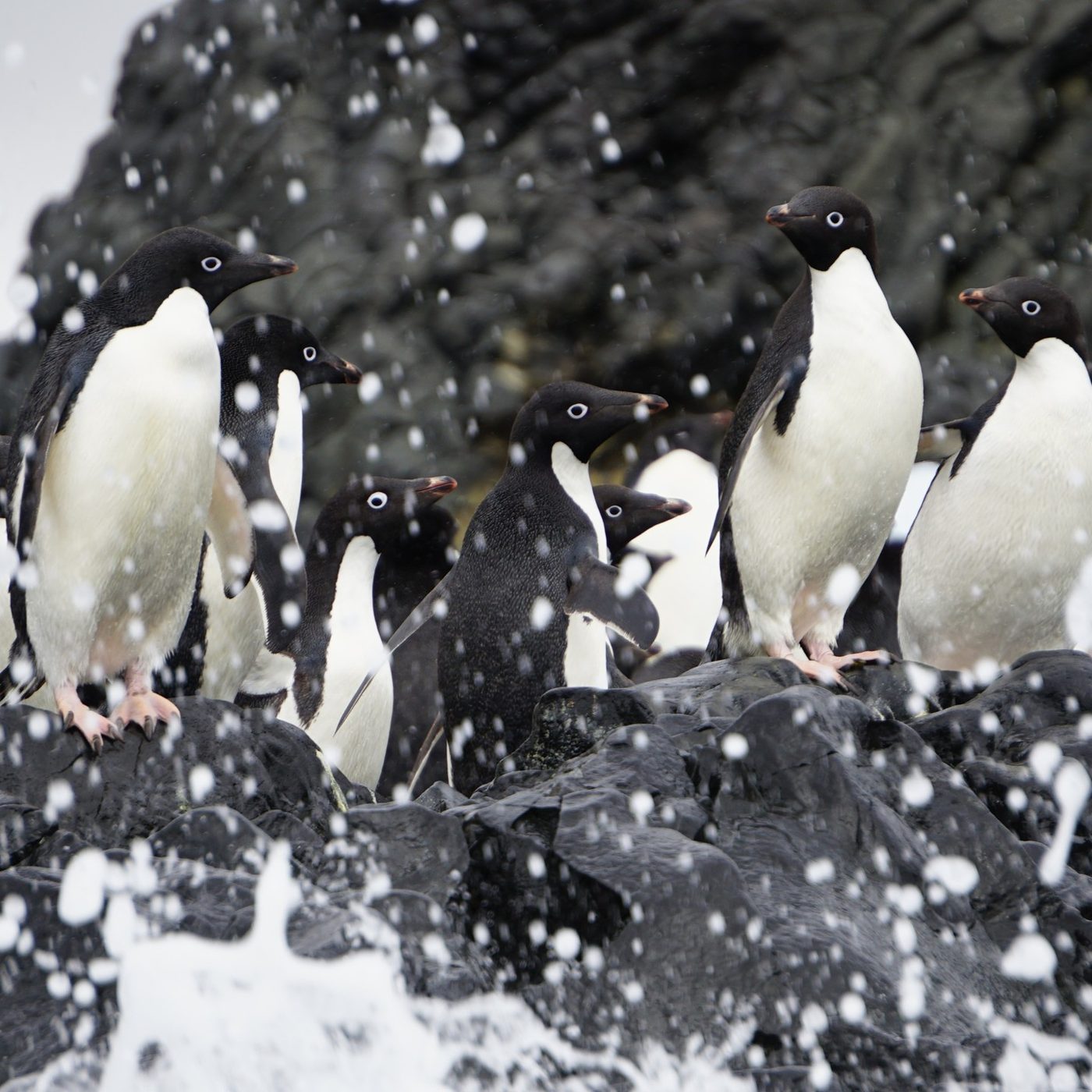 A group of Adélie penguins on dark rock, surrounded by sea spray