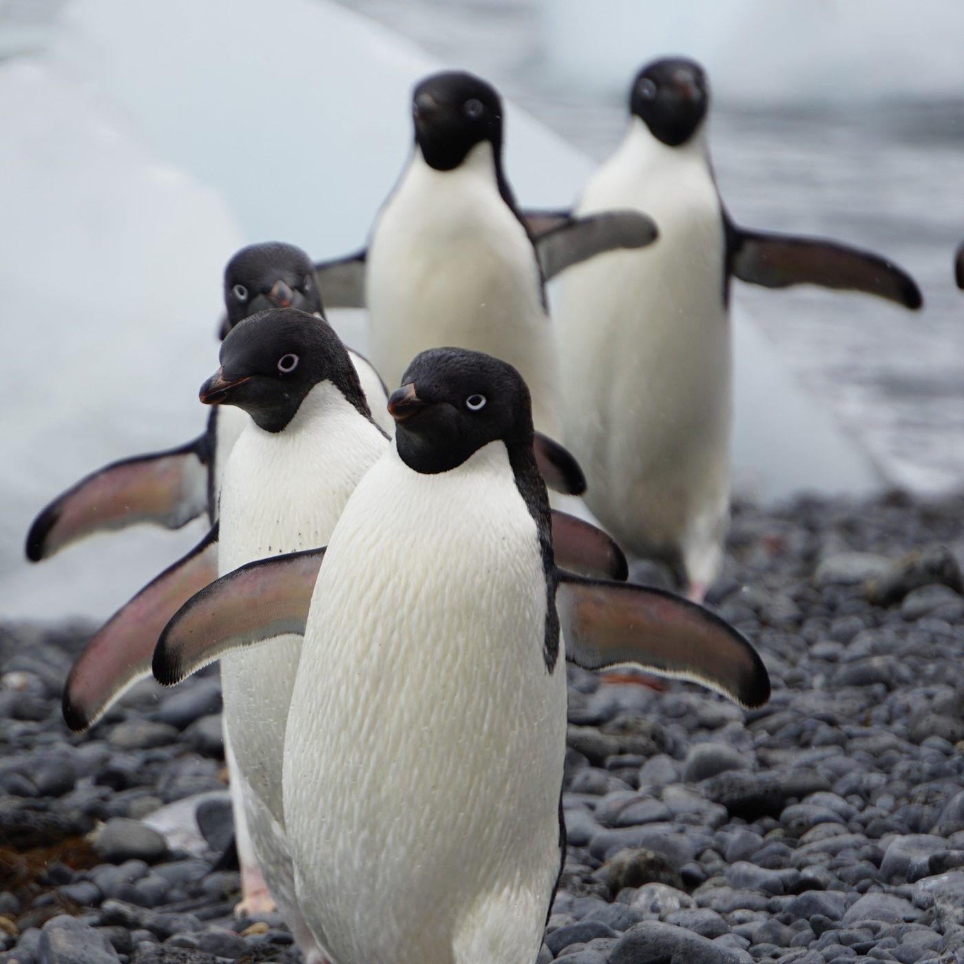 Adélie penguins walking toward the camera across a pebble beach