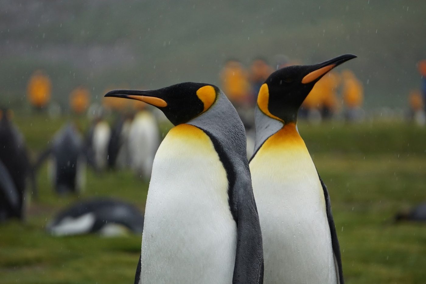 Two king penguins standing in the rain, more penguins and people in orange jackets behind